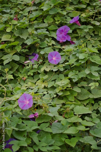 Violette Blüte – Prachtwinde – ipomea purpurea photo