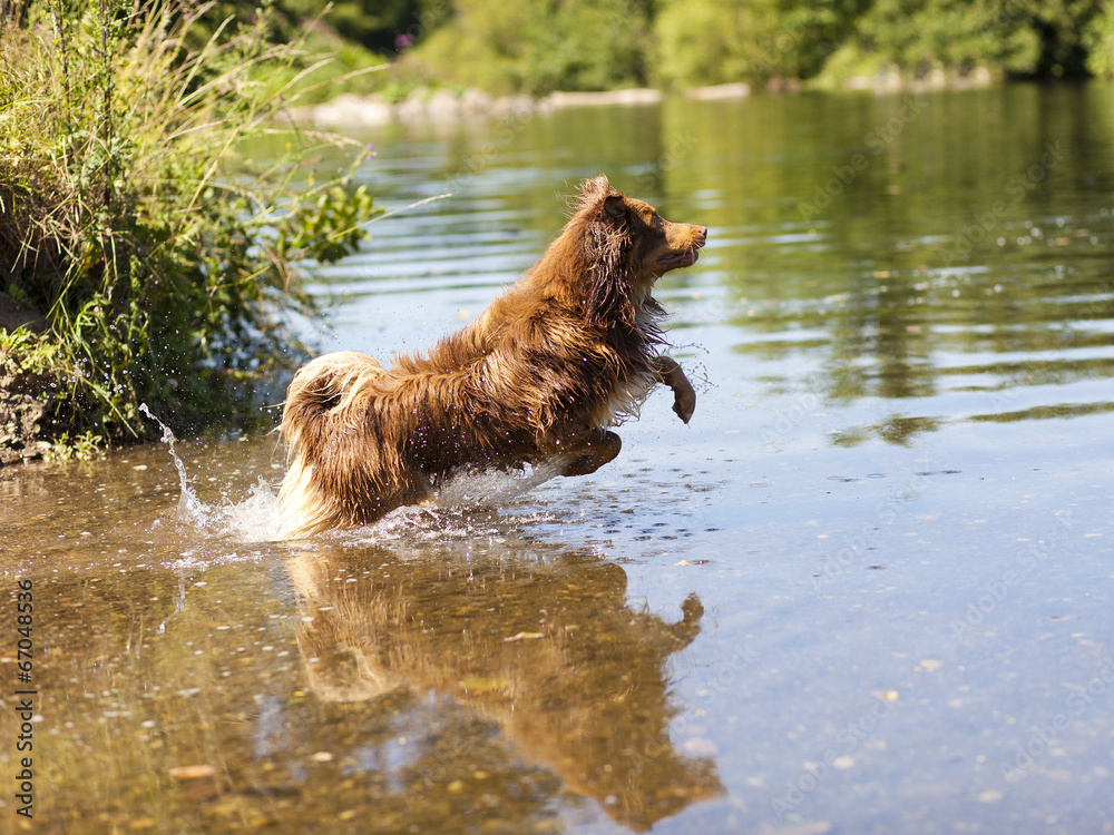 Hund springt ins Wasser Hund springt ins Wasser