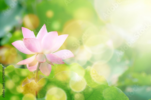 Fototapeta Naklejka Na Ścianę i Meble -  Lotus flower