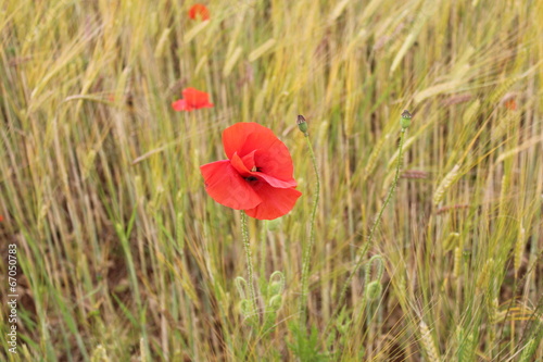 Red Poppy in Cornfield