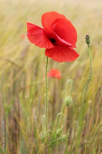 Red Poppy in Cornfield