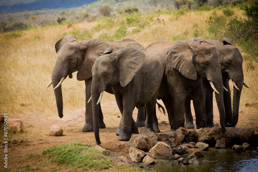 Fototapeta premium African elephants