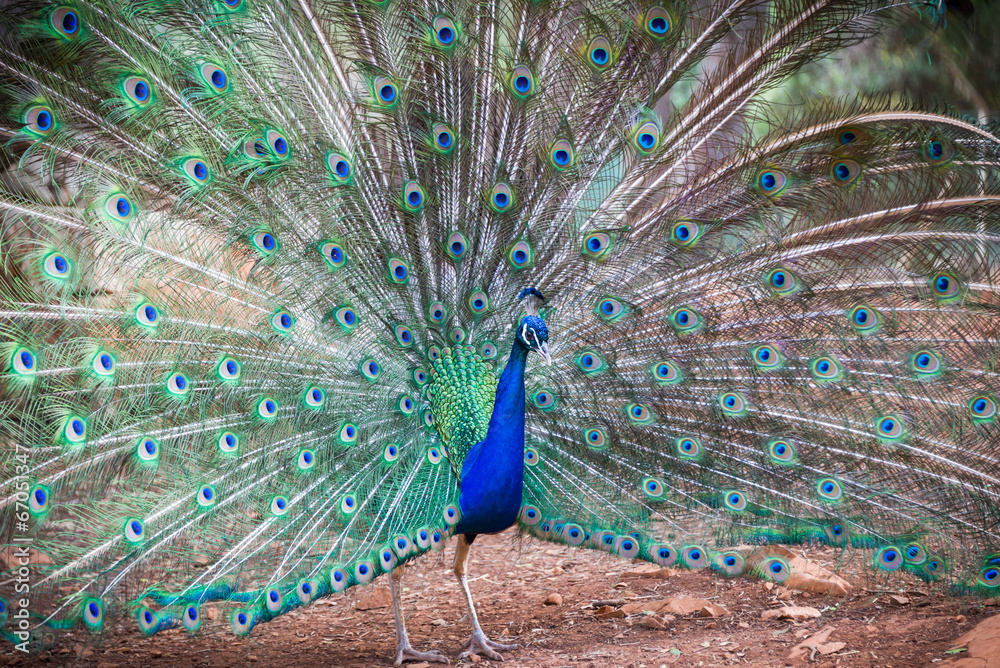 Obraz premium Peacock