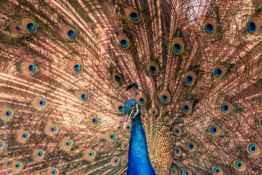 Obraz premium Peacock