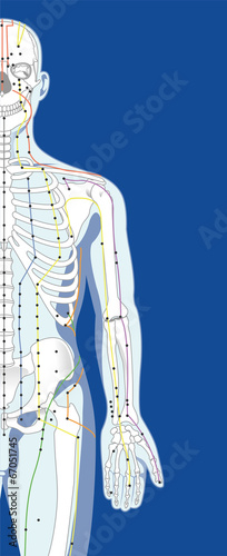 Skeletal structure and pressure points