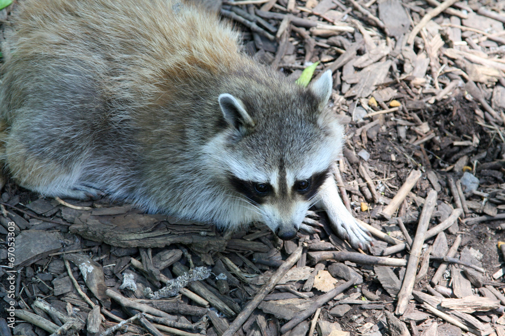 Fototapeta premium Raccoon scouring for food