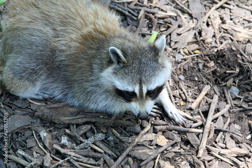 Raccoon scouring for food