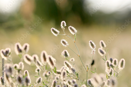 flowers on summer meadow