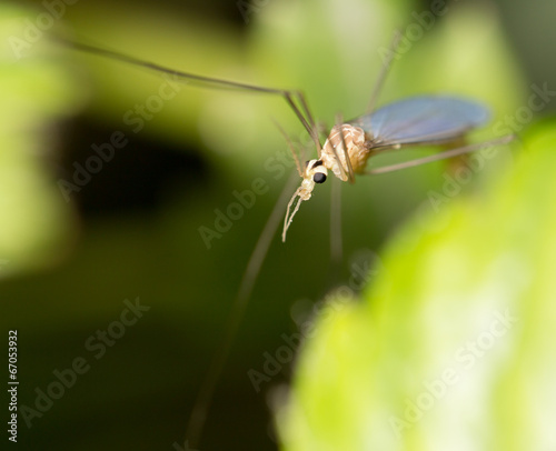 mosquito in nature. macro