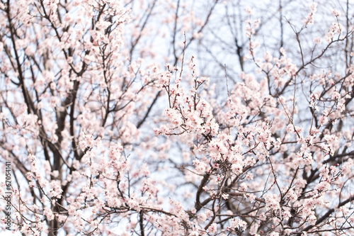 flowers on a tree in spring