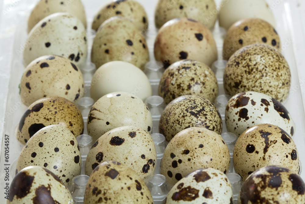 Quail eggs Quail eggs