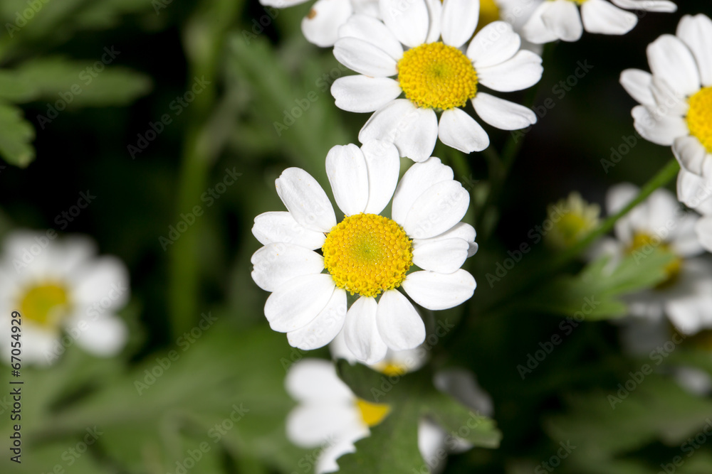 Fototapeta premium beautiful daisy flowers in nature