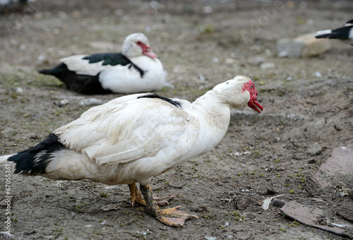 Muscovy Duck in the farm