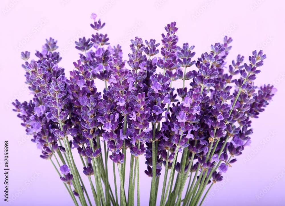 Naklejka premium Lavender