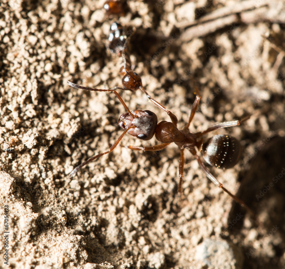 ant in nature. macro