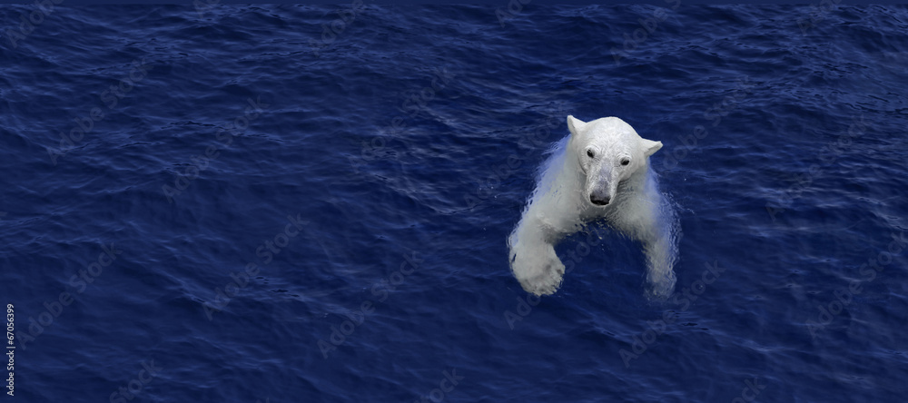 Obraz premium Niedźwiedź polarny pływający, niedźwiedź biały w wodzie