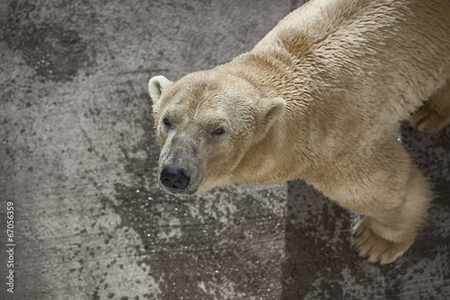 polar bear on the concrete