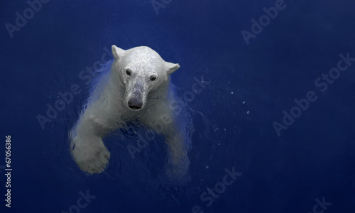 Swimming polar bear, white bear in water