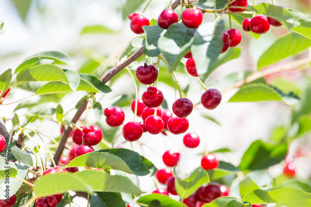 ripe red cherries on a tree branch ripe red cherries on a tree branch
