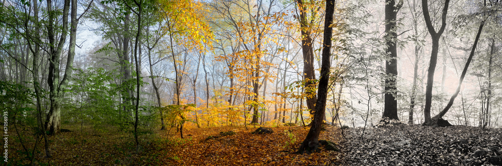 Beautiful morning scene in the forest,  panorama changing season