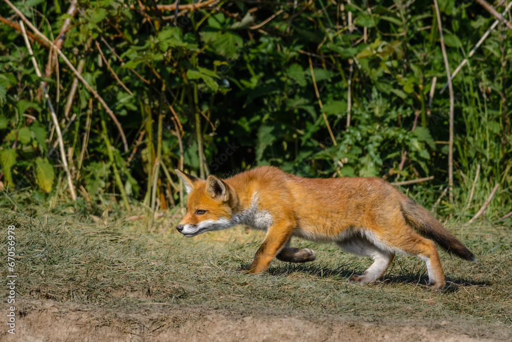 Juvenile Red Fox (Vulpes vulpes) Juvenile Red Fox (Vulpes vulpes)