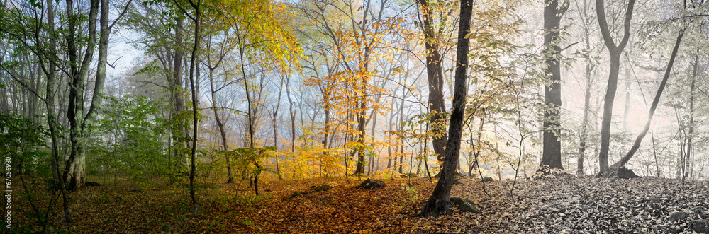 Beautiful morning scene in the forest,  panorama changing season