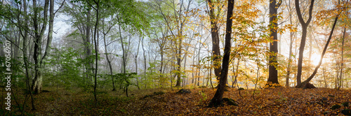 Beautiful morning scene in the forest,  panorama changing season #67056907