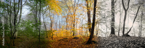 Beautiful morning scene in the forest,  panorama changing season #67056935