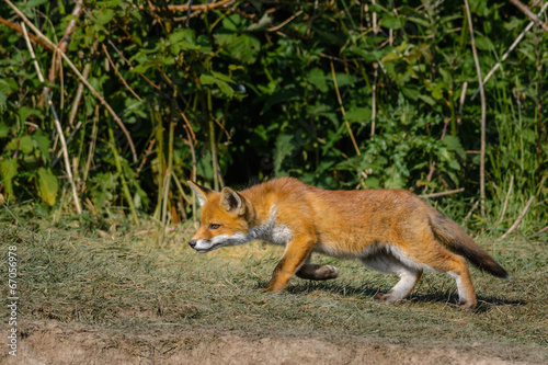 Juvenile Red Fox (Vulpes vulpes)