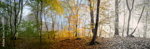 Beautiful morning scene in the forest,  panorama changing season #67056980