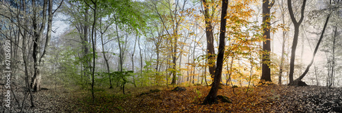 Beautiful morning scene in the forest,  panorama changing season #67056991