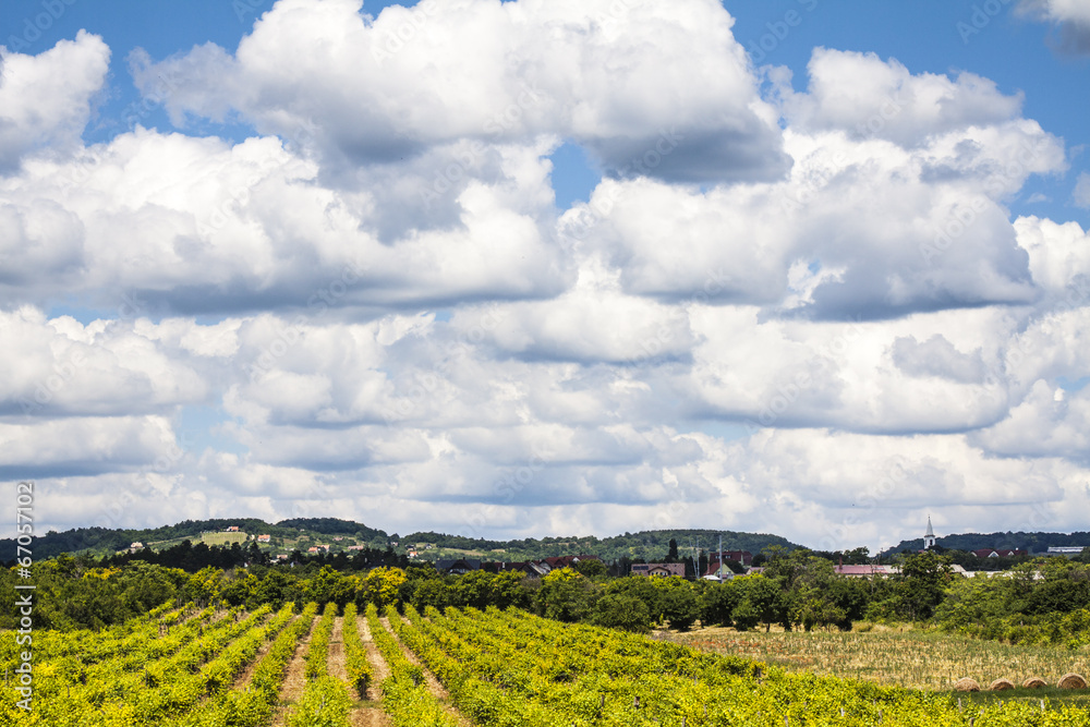 Beautiful Vineyard landscape