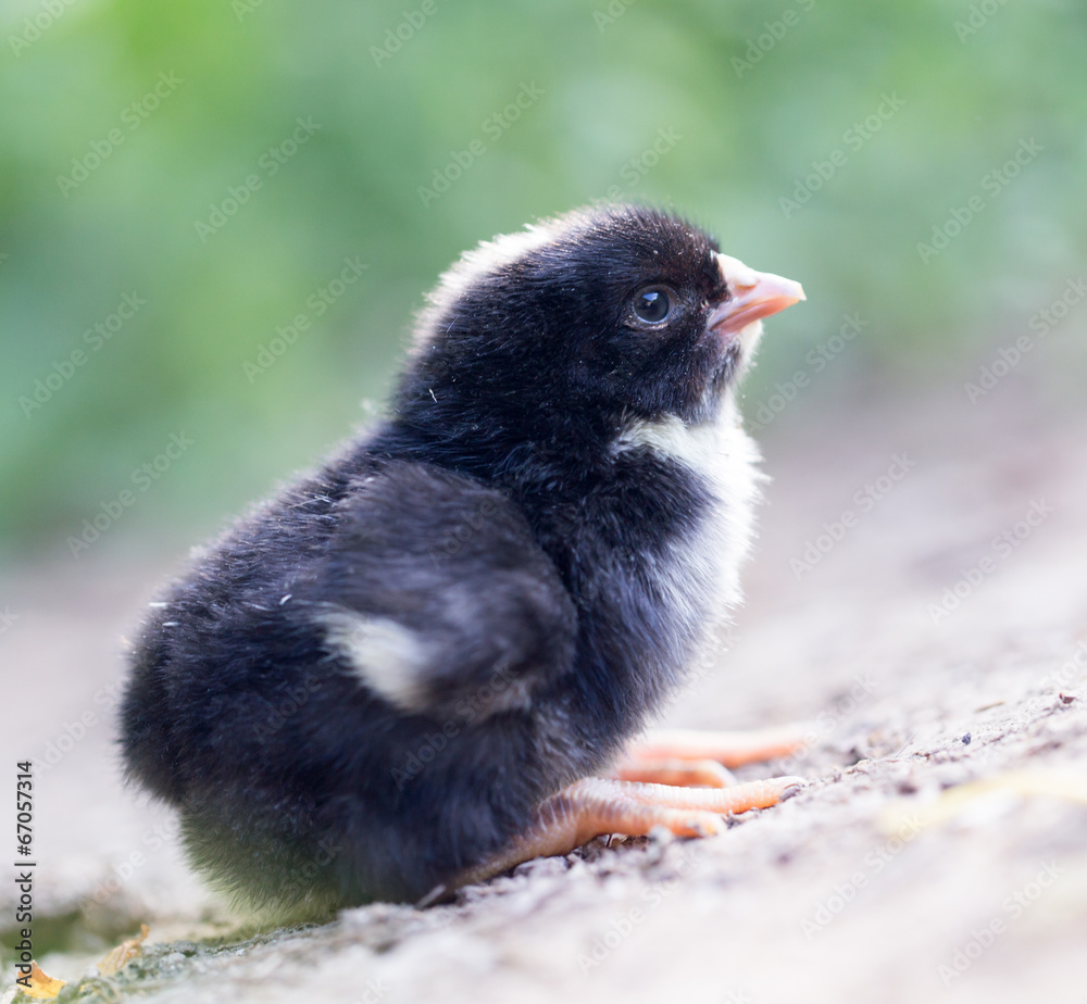 Fototapeta premium little chicken on the nature