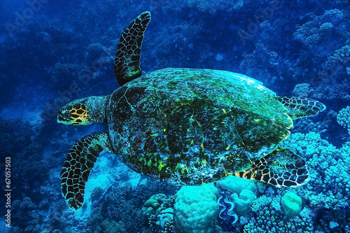 Big turtle undersea © Anna Om