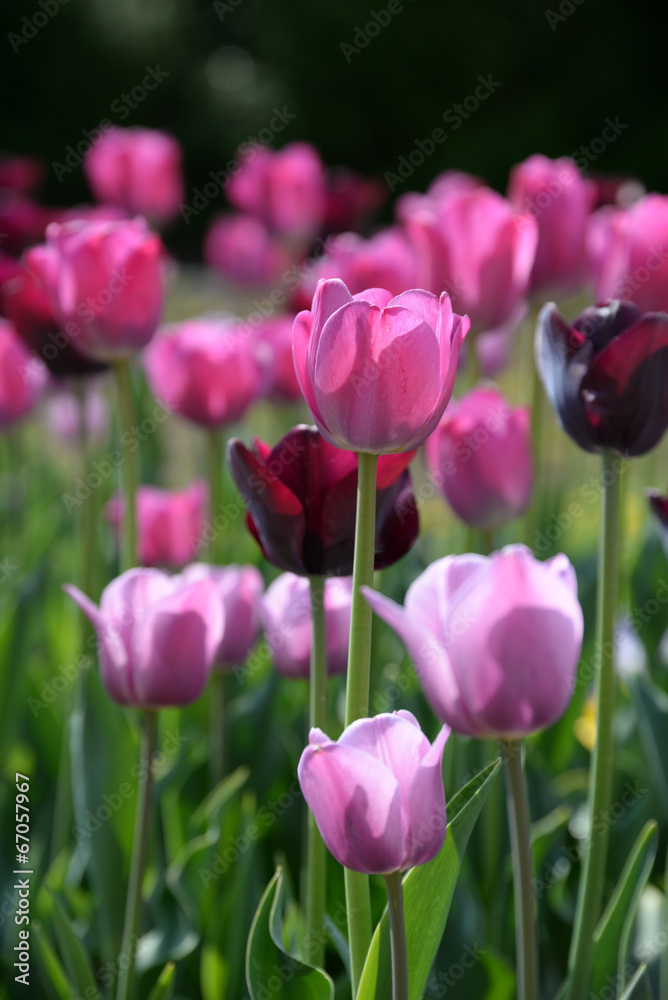 Fototapeta premium Tulpenbeet