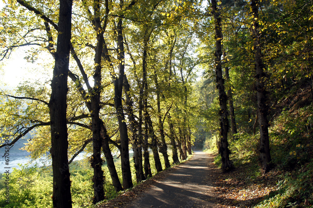 Obraz premium Weg an der Elbe im Elbsandsteingebirge