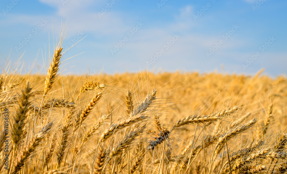 Fototapeta premium Close-up of golden wheat ears ready for harvest