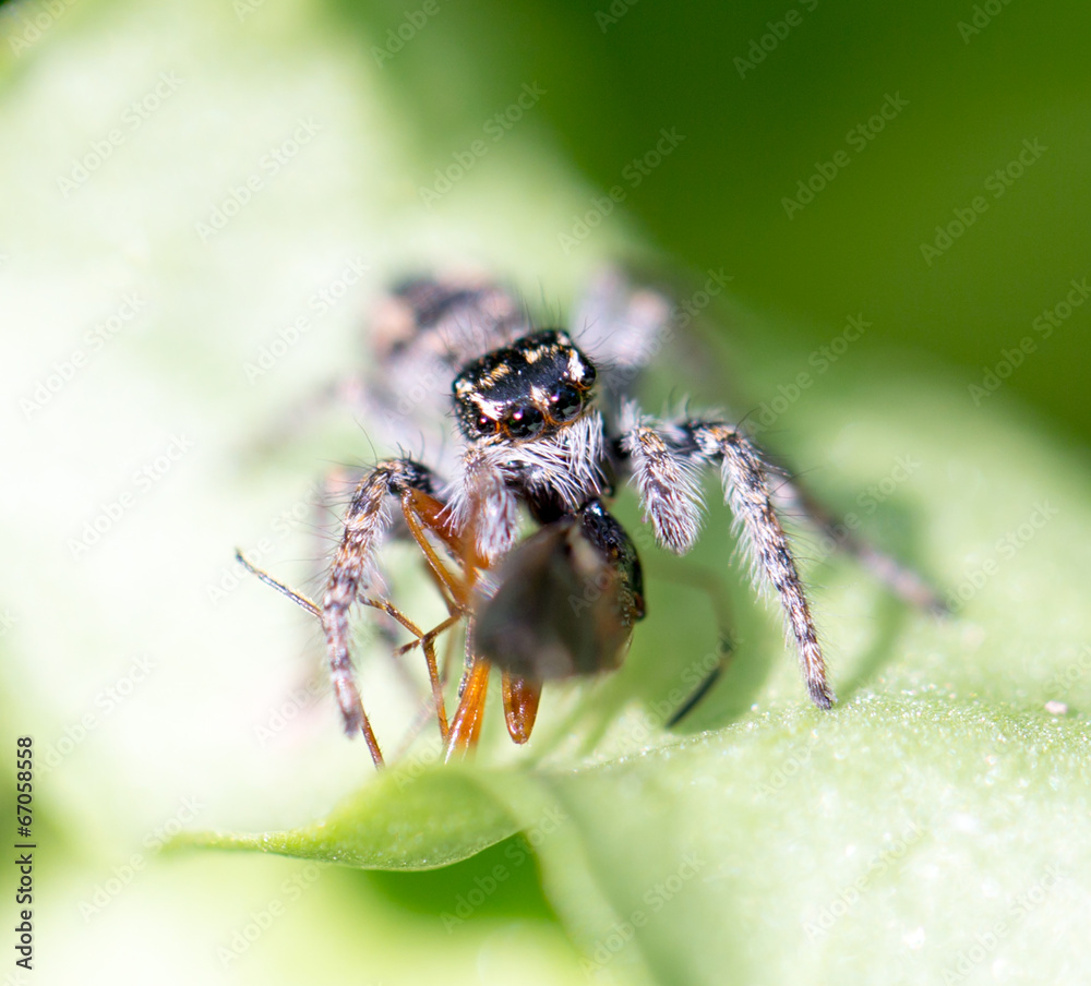 spider eating an ant. macro spider eating an ant. macro
