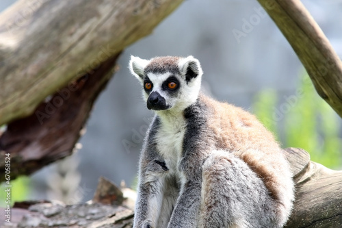 Lemur © KerstinKuehne