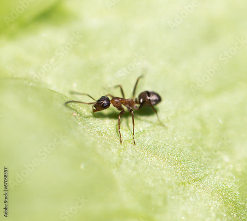ant in nature. macro © schankz