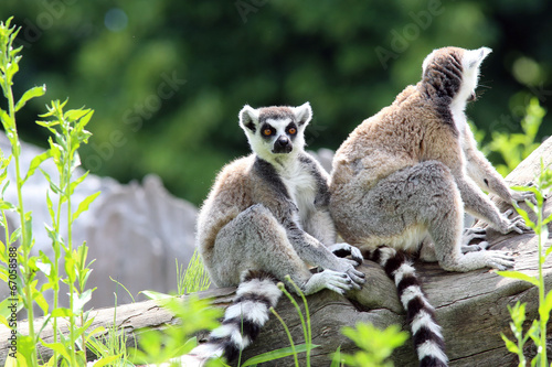 Lemurs