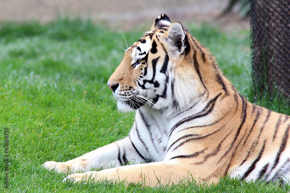Obraz premium Tiger