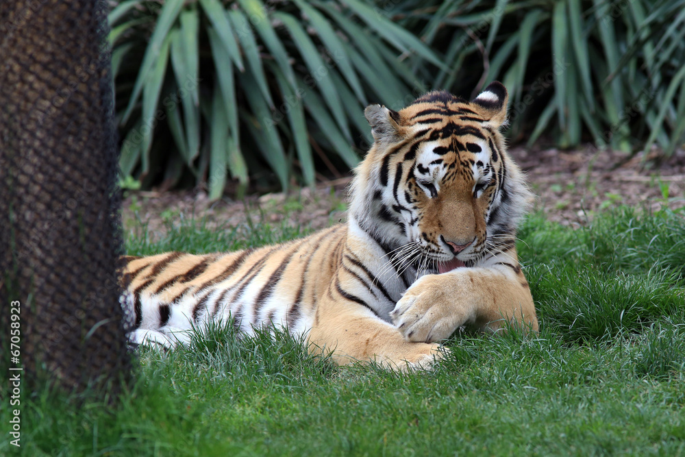 Fototapeta premium Tygrys