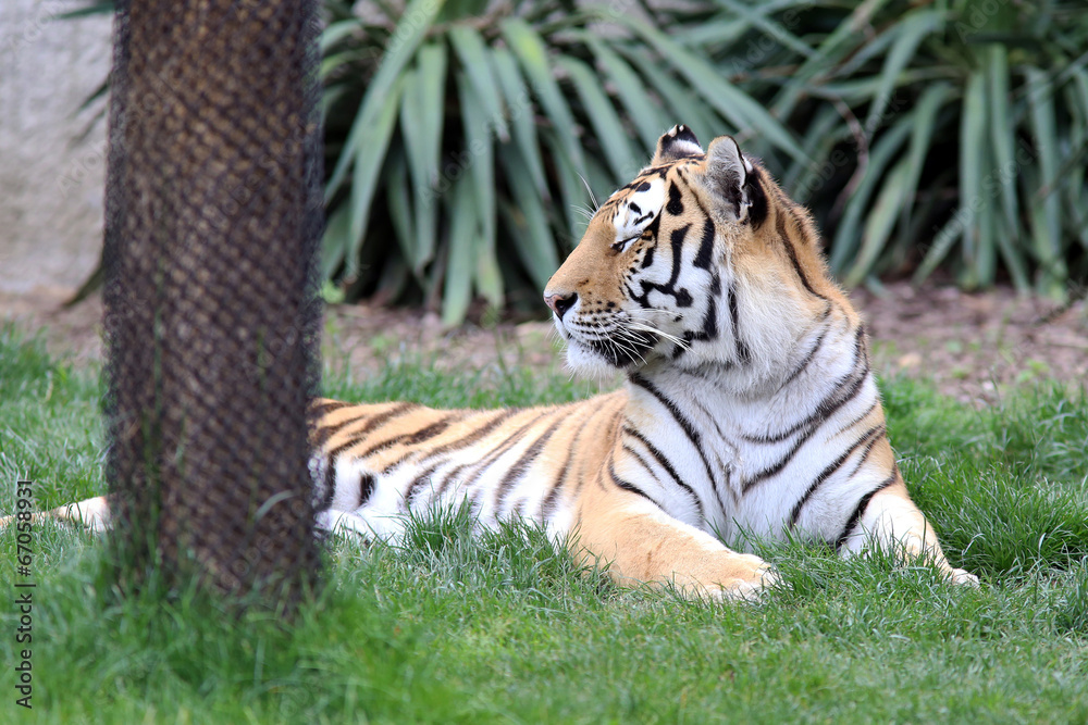 Fototapeta premium Tiger