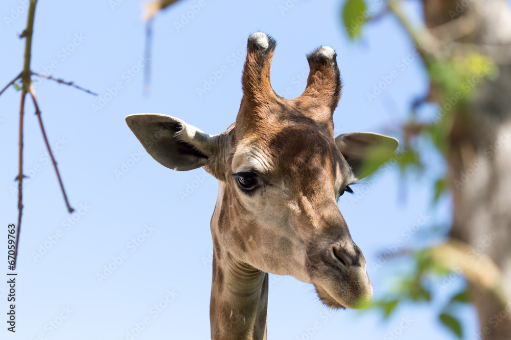 giraffe's head
