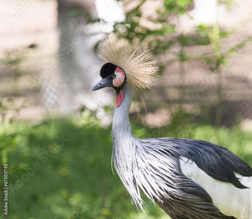 Grey Crowned Crane in its natural suroundings.