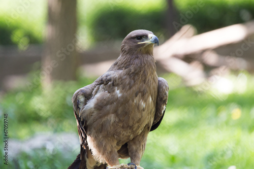 bird hawk nature