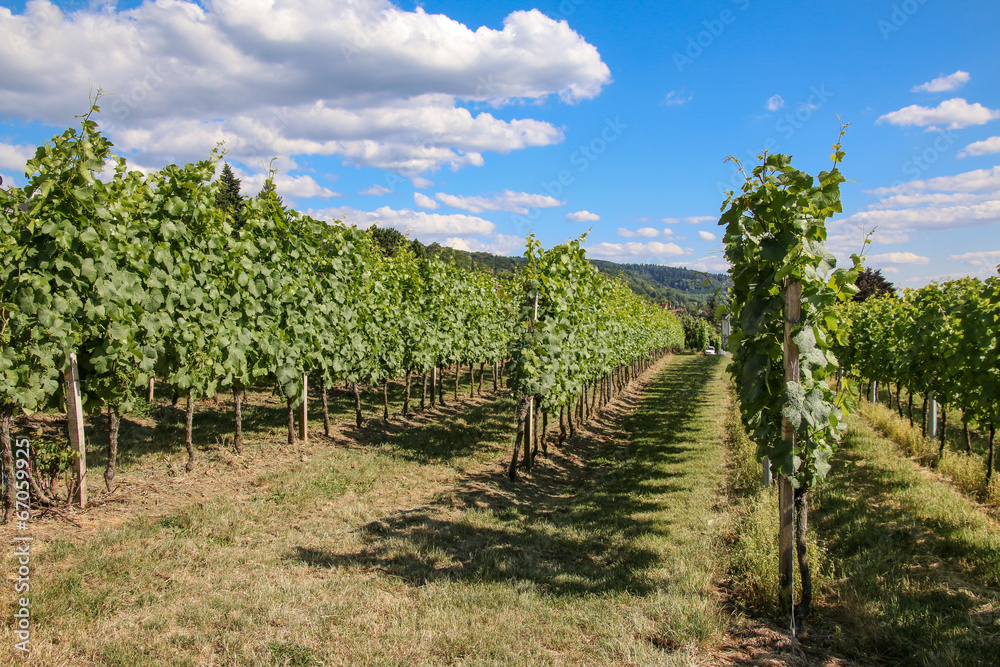 Naklejka premium Weingarten