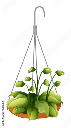 A hanging green plant