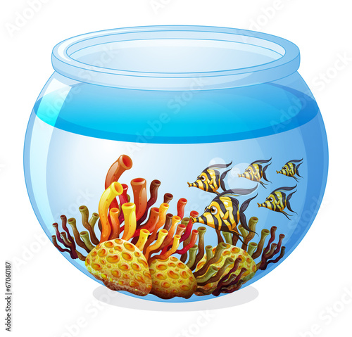 An aquarium with fishes
